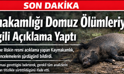 Şavşat’taki Domuz Ölümleriyle İlgili Çalışmalar Hassasiyetle Sürdürülüyor