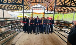 Şavşat’ta Hayvan Pazarı Açıldı