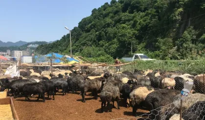 Kurban Bayramı Öncesi Hayvan Sağlığı ve Halk Sağlığını Korumaya ilişkin Uyarı