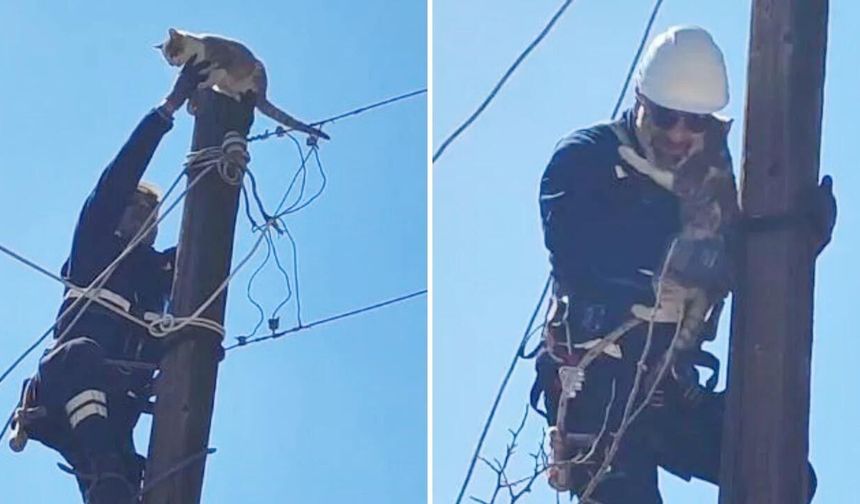Köpeklerden Korkup Elektrik Direğine Çıkan Kedi Kurtarıldı