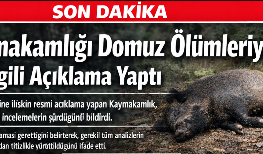 Şavşat’taki Domuz Ölümleriyle İlgili Çalışmalar Hassasiyetle Sürdürülüyor