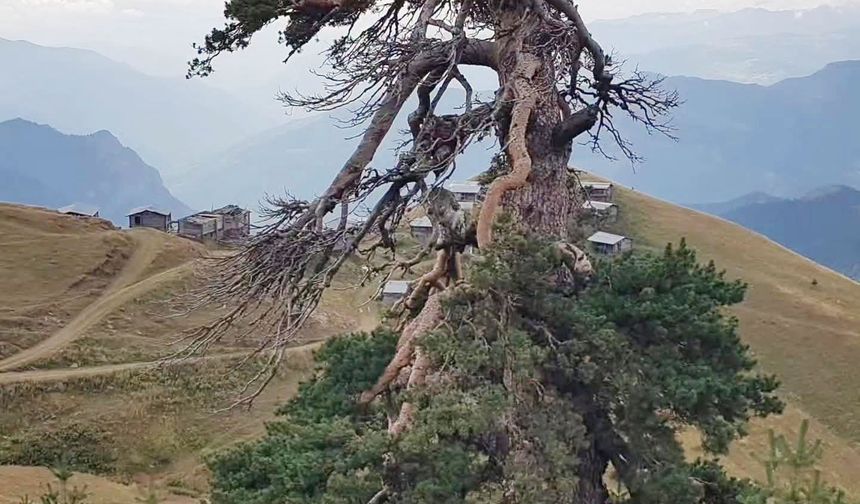 Şavşat’ta Doğanın Binlerce Yıllık Mucizesi